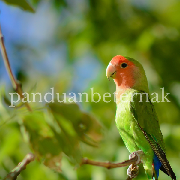 Download Suara Lovebird Asli