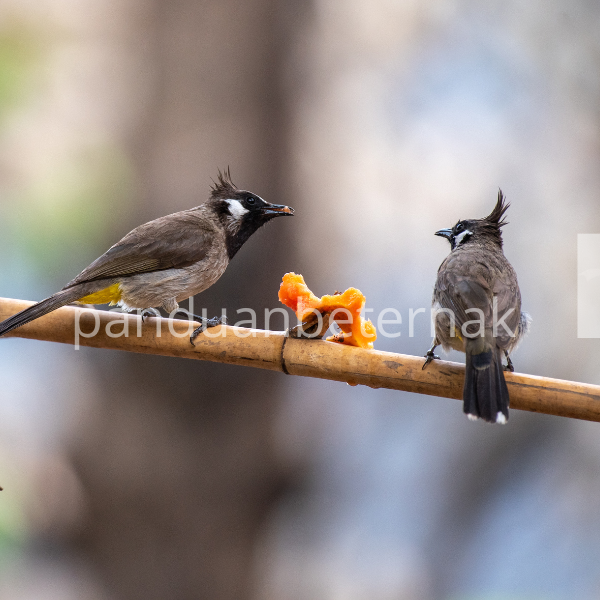 Download Suara Burung Kutilang Mp3