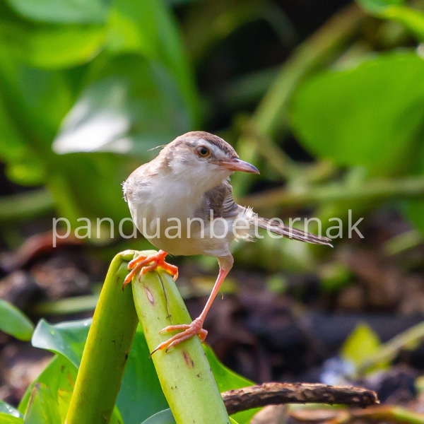 Download Suara Pikat Burung Prenjak Ribut Mp3