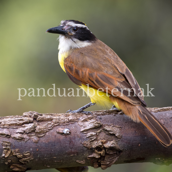 Download Trucukan Gacor