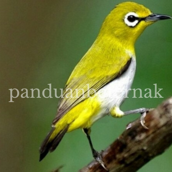 Masteran Pleci Nembak Mp3